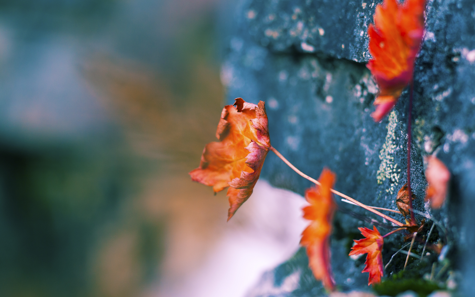 冰与火之歌，当黄喜灿的烈焰撞上乌克兰的冰川