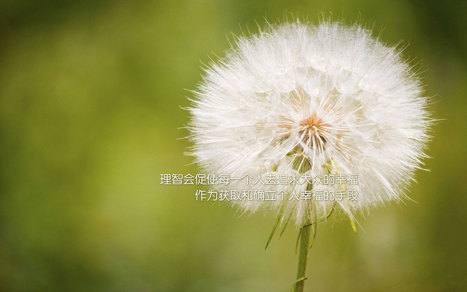 掌控风暴眼，福克斯的节奏魔法如何肢解黄蜂防线