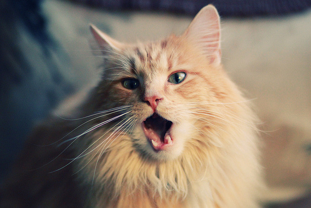 完美统治，字母哥诠释无解表现，老鹰力克掘金彰显争冠雄心