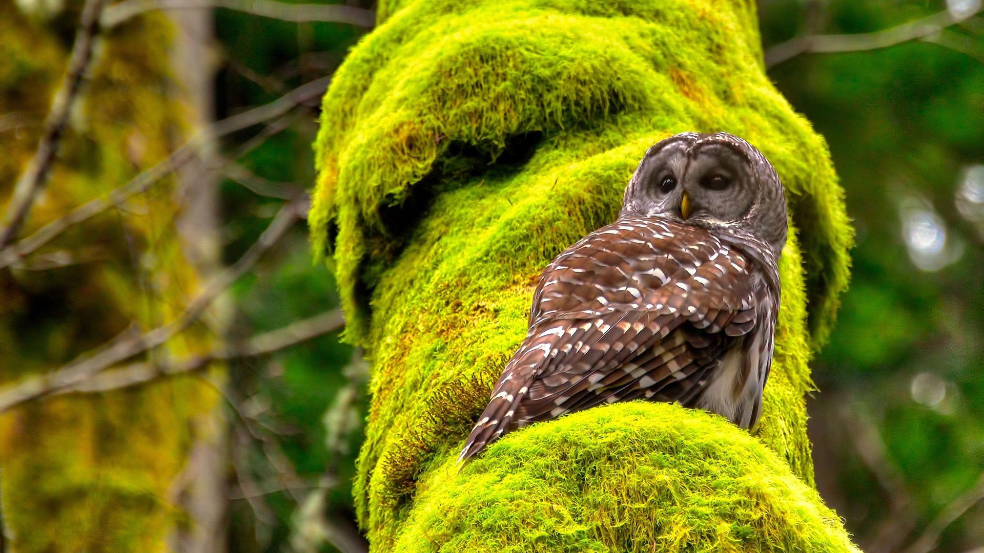 快船轻取湖人同城德比,文班亚马压制级发挥震撼联盟—篮球双星闪耀之夜
